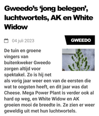 Gweedo's jong belegen luchtwortels ak en white widow