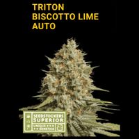 NL vertaling, Triton Biscotto Lime Auto