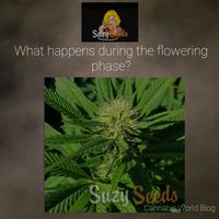 What happens during the flowering phase?